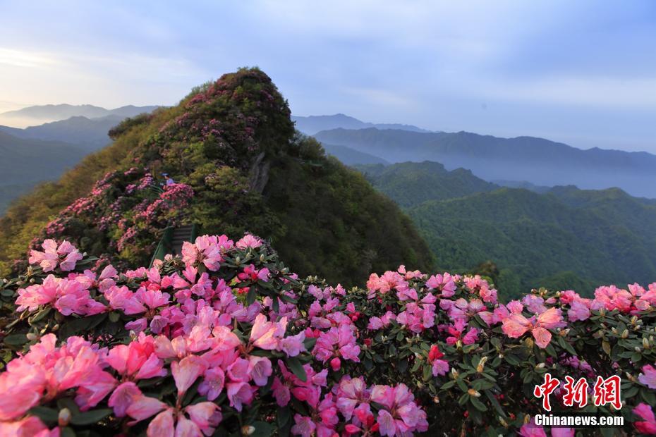 美しい山並みや水流を背景に艶やかに咲く満開のサカイツツジ　四川省