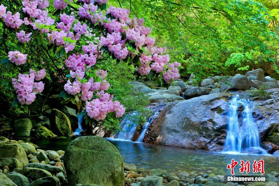 美しい山並みや水流を背景に艶やかに咲く満開のサカイツツジ　四川省