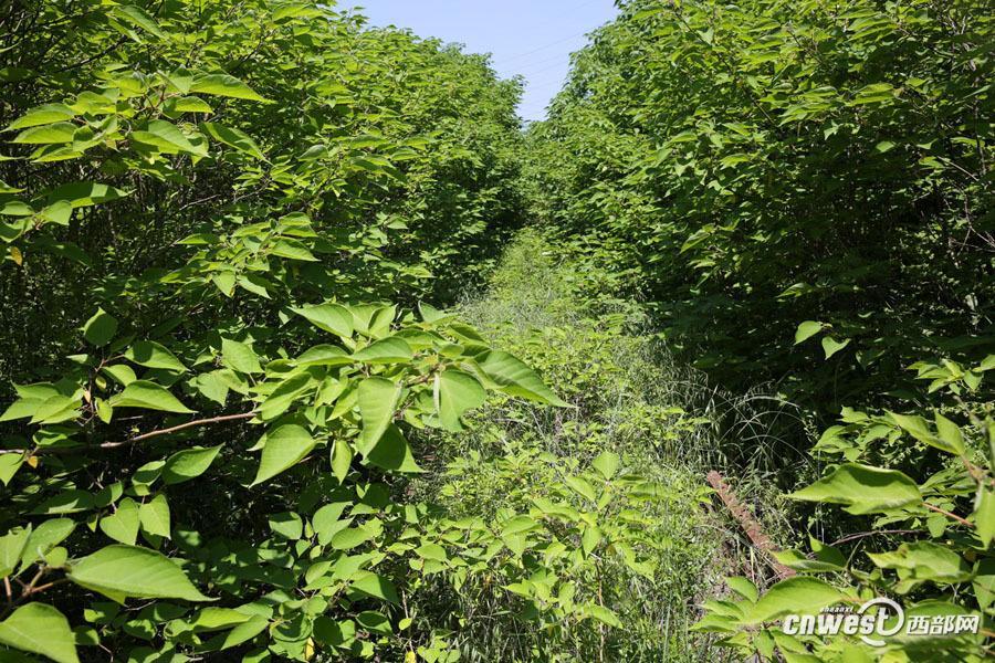 「緑あふれる爽やかな」鉄道、現在は草木に覆われ見る影もなし　西安
