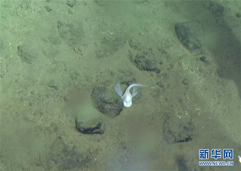「蛟竜号」が撮影したマリアナ海溝を優雅に泳ぎ回るミノカサゴ（5月30日撮影、中国大洋協会より提供）。