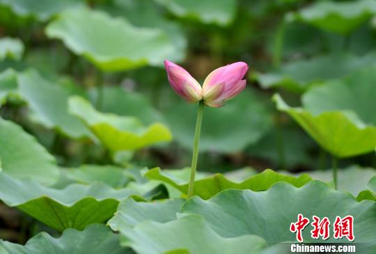 福州市茶亭公園に1つの茎に蕾が2つついた珍しい「並蒂蓮」