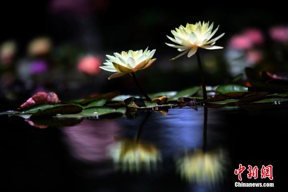 盛夏に美しい花を咲かせたスイレン、多くの人を魅了　雲南省