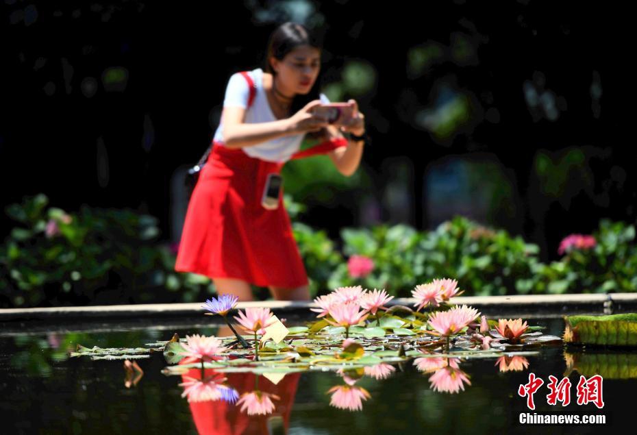 盛夏に美しい花を咲かせたスイレン、多くの人を魅了　雲南省