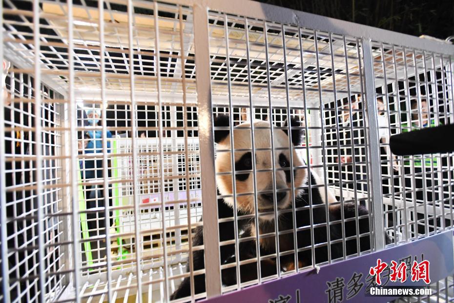 日本育ちのジャイアントパンダ3頭が無事中国に「里帰り」