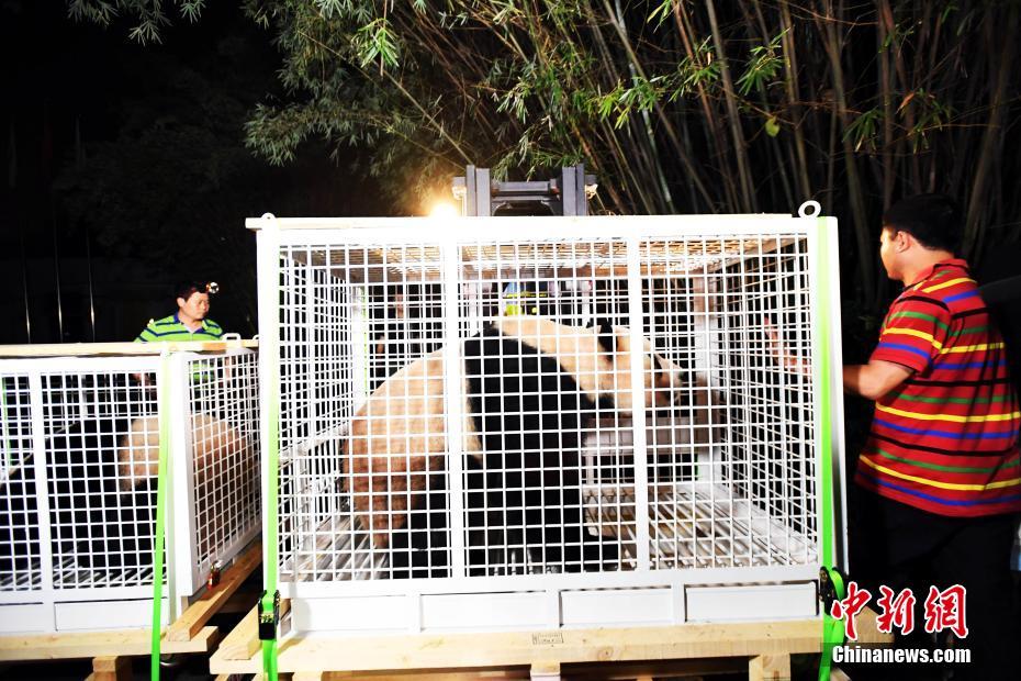 日本育ちのジャイアントパンダ3頭が無事中国に「里帰り」