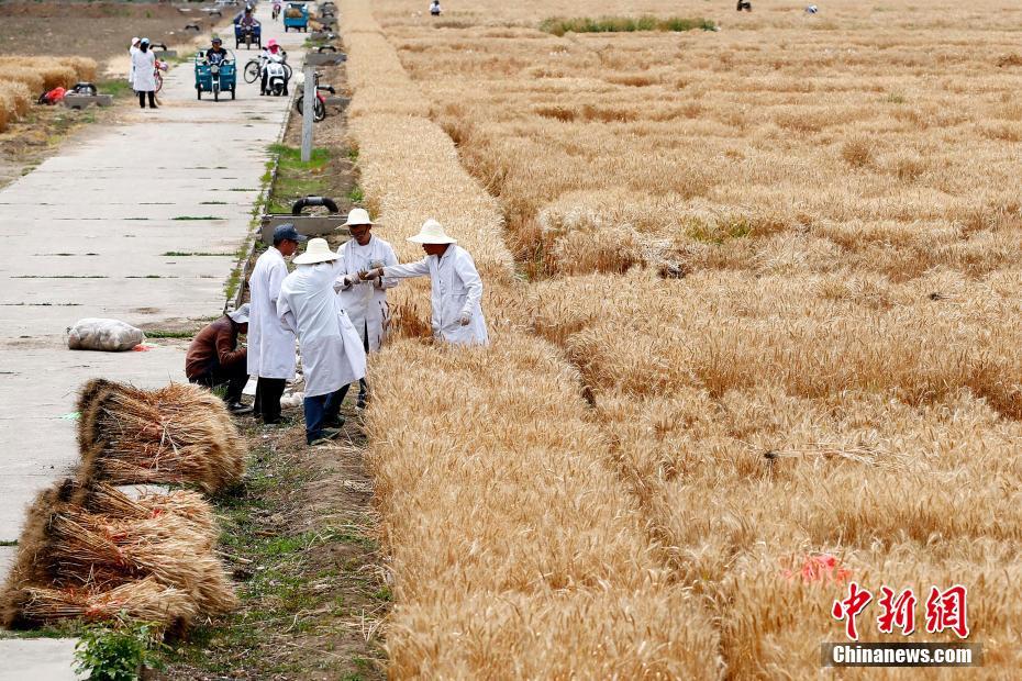 北京市内の「最も地価の高い実験用畑」の収穫開始