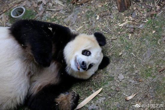 ジャイアントパンダの「蘇蘇」が病死、人間の年齢で百歳の長寿