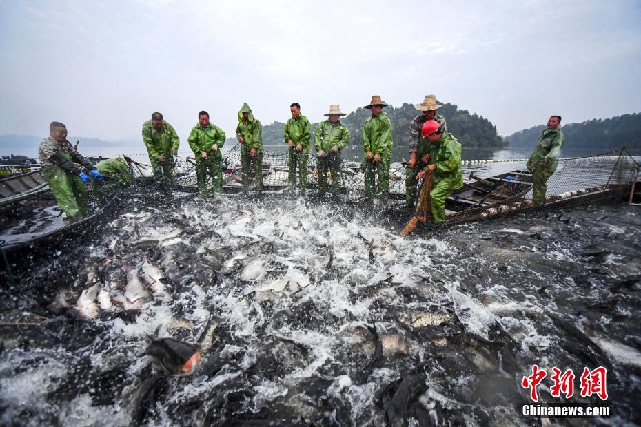休漁期間が終わり、漁へ出かける漁師たち　江西省仙女湖