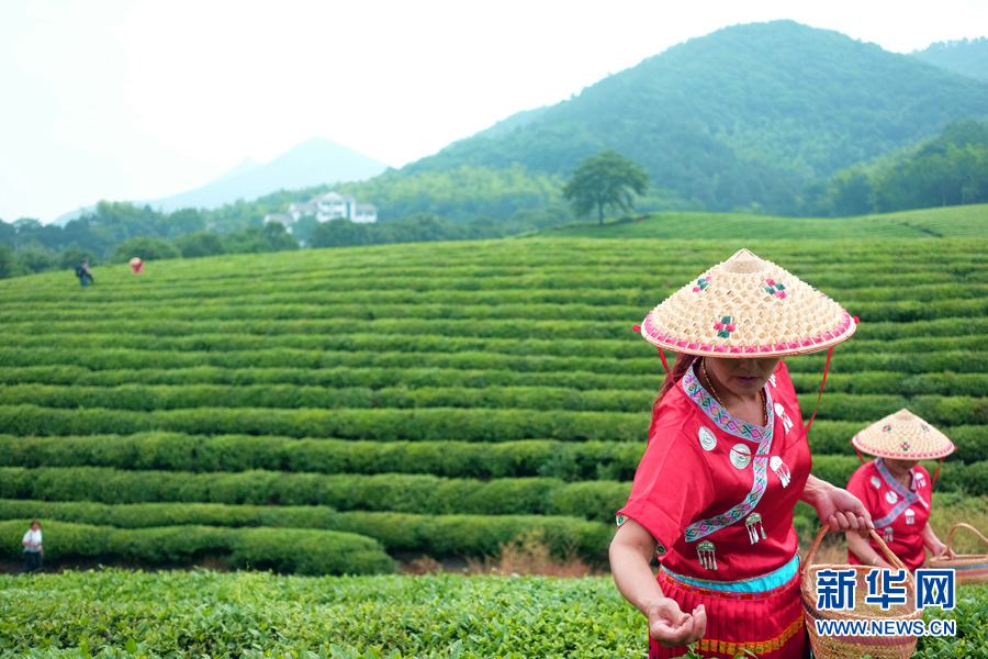 茶畑に漂う銘茶の爽やかな香り　安徽省