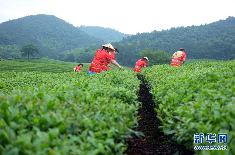 茶畑に漂う銘茶の爽やかな香り　安徽省