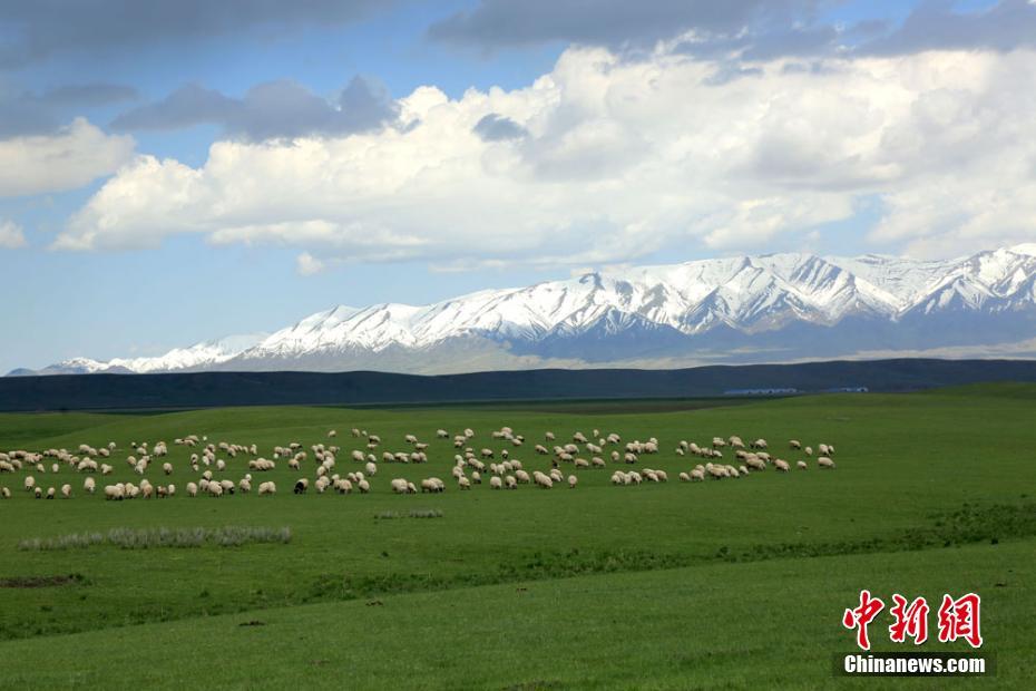草原に咲き誇る野生の花々　世界最大規模の山丹馬場の風景　甘粛省