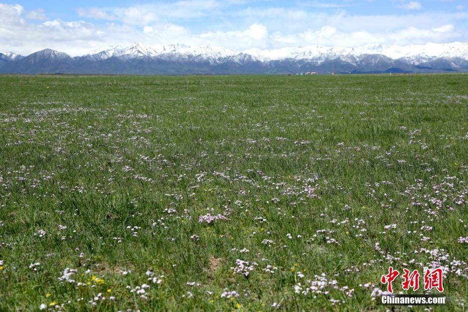 草原に咲き誇る野生の花々　世界最大規模の山丹馬場の風景　甘粛省