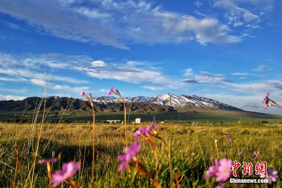 草原に咲き誇る野生の花々　世界最大規模の山丹馬場の風景　甘粛省