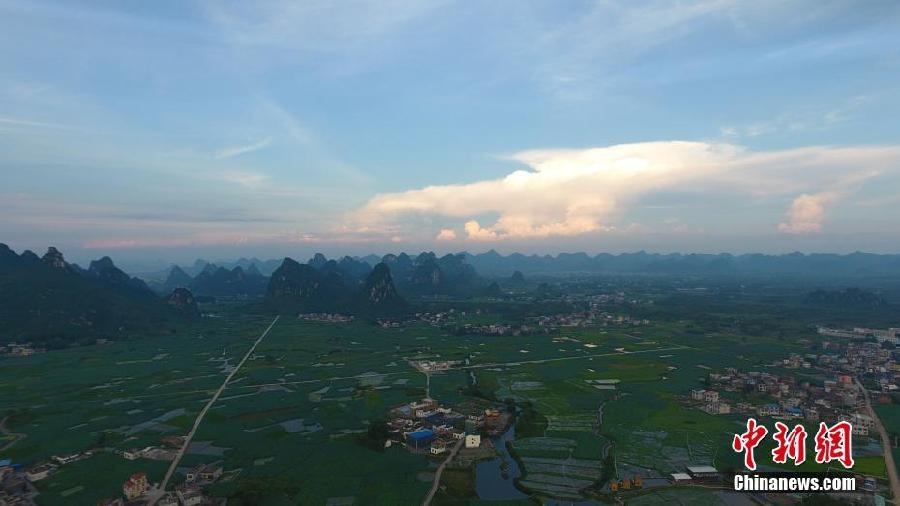 上空から撮影した広大なレンコン畑　広西チワン族自治区