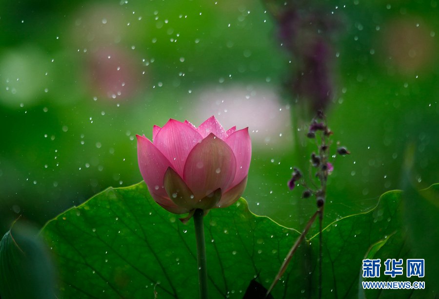 ハスの花が見頃に　水に浮かぶ姿が人々酔わせる　広東省