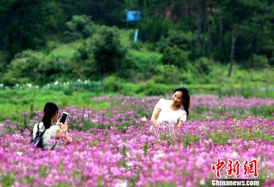 田舎の一面に広がる「花畑」の風景に酔いしれる　江西省遂川県