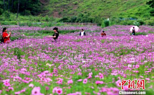 田舎の一面に広がる「花畑」の風景に酔いしれる　江西省遂川県