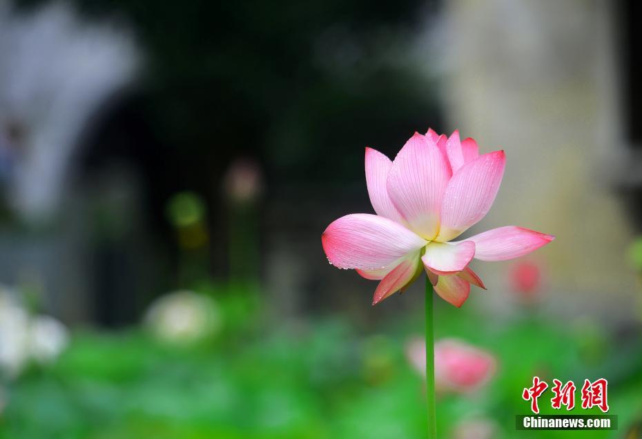 気温上昇して夏入りの江西省の「最も美しい村」　ハスの花が見ごろに