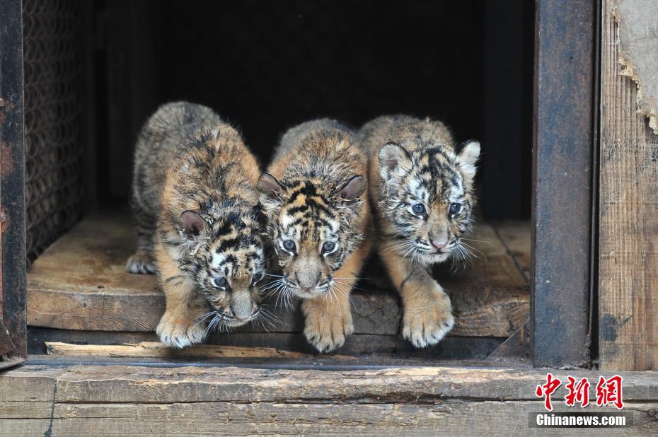 4つ子のシベリアトラが生後1ヶ月に　来場者の前にお目見え　雲南省