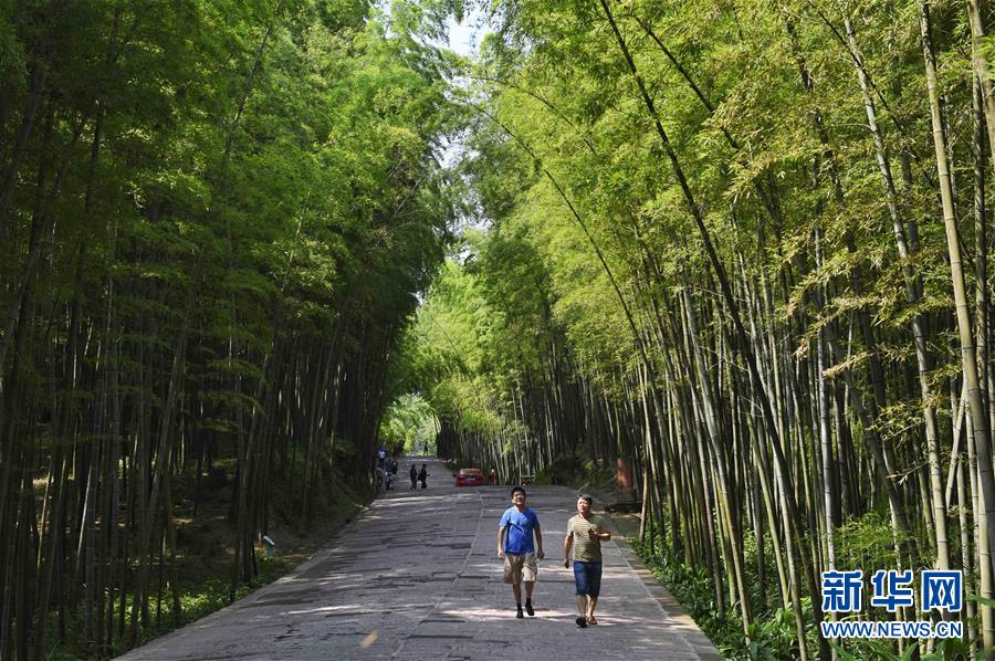 「蜀南竹海」の涼やかな夏の風景　四川省