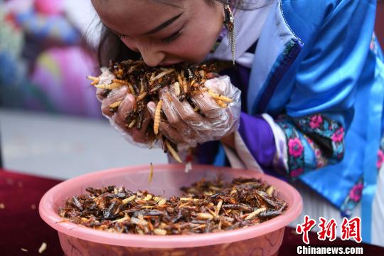 千古情風景区で「昆虫の素揚げ早食い競争」、優勝者は昆虫1キロを完食