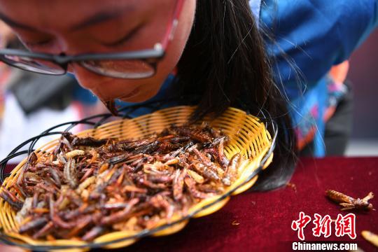 千古情風景区で「昆虫の素揚げ早食い競争」、優勝者は昆虫1キロを完食