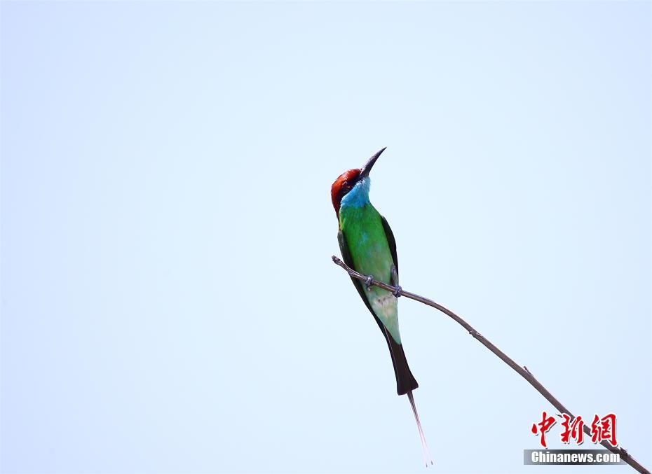 「中国で最も美しい鳥」　ルリノドハチクイとカワリサンコウチョウ
