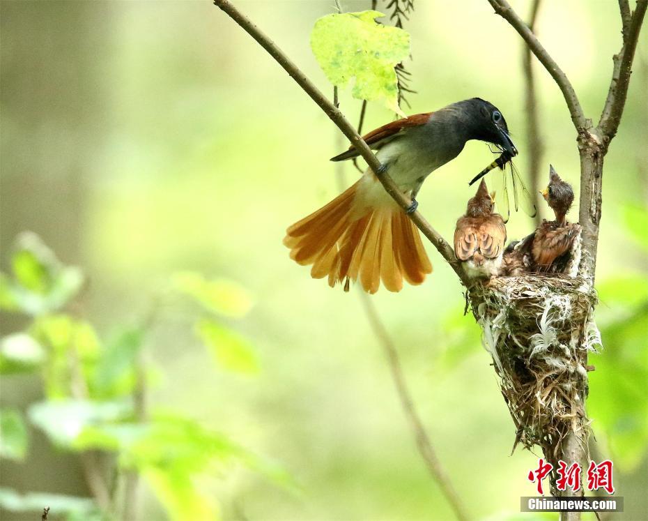 「中国で最も美しい鳥」　ルリノドハチクイとカワリサンコウチョウ
