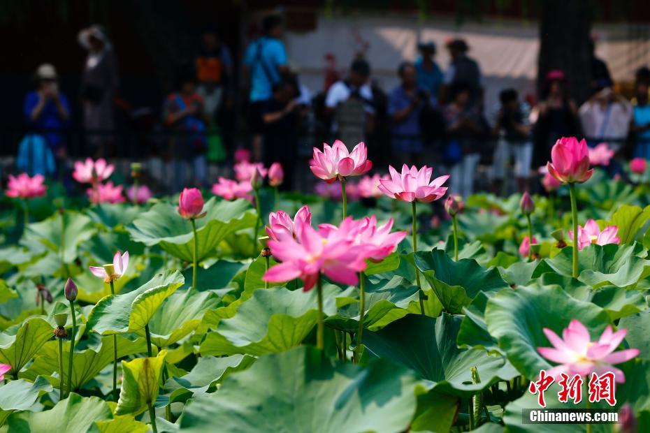 北海公園のハスの花満開へ　北京市