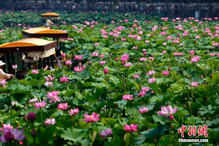 北海公園のハスの花満開へ　北京市