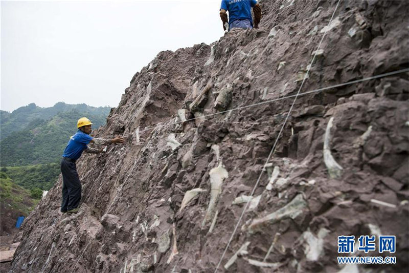 重慶市雲陽県で世界クラスの恐竜化石群発見 2 人民網日本語版 人民日報