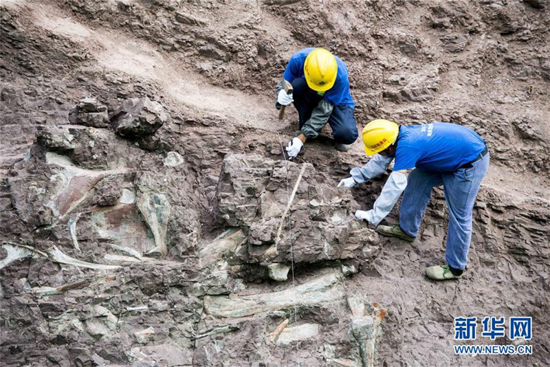 重慶市雲陽県で世界クラスの恐竜化石群発見