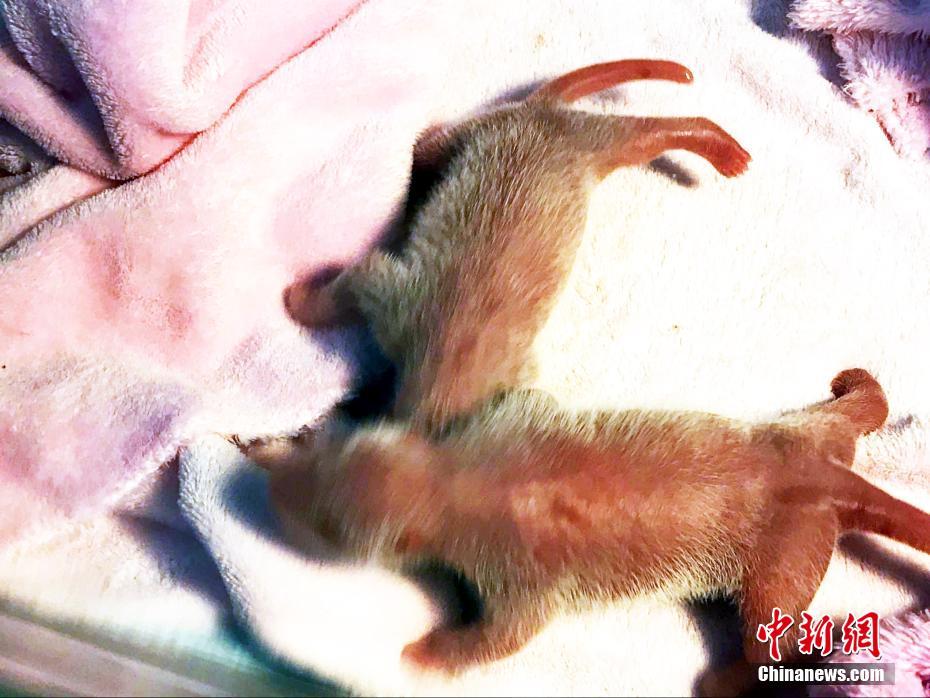 今年初のオスメス双子の赤ちゃんパンダが誕生　成都