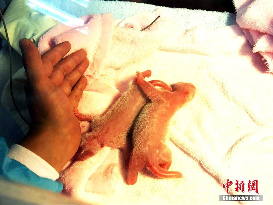 今年初のオスメス双子の赤ちゃんパンダが誕生　成都