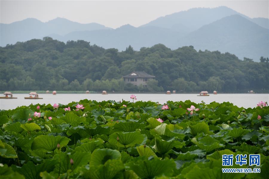 見頃を迎えた杭州西湖のハスの花　浙江省