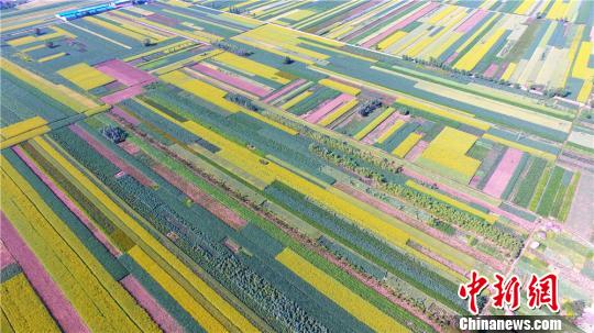 上空から見た甘粛省の菜の花畑　絵画のような美しさ