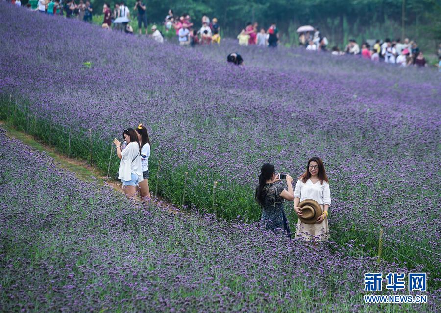 「紫色の花の海」の様相呈する満開のクマツヅラ　杭州市