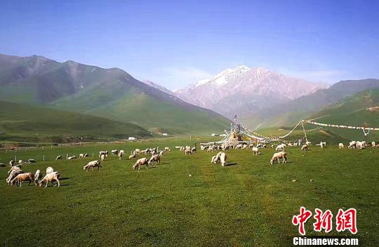 大自然広がる祁連山　羊が草をはむのどかで美しい光景
