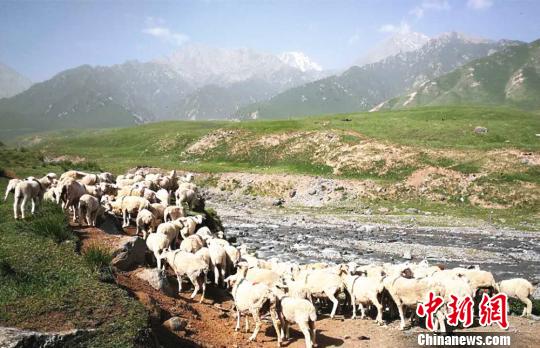 大自然広がる祁連山　羊が草をはむのどかで美しい光景