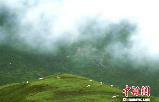 大自然広がる祁連山　羊が草をはむのどかで美しい光景