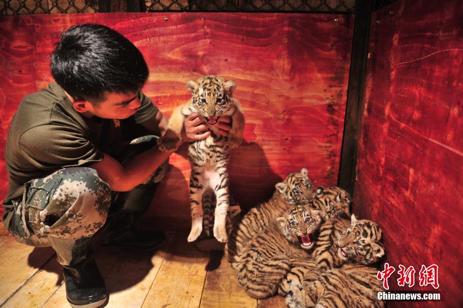 雲南野生動物園ですくすく成長する七つ子の赤ちゃんトラ