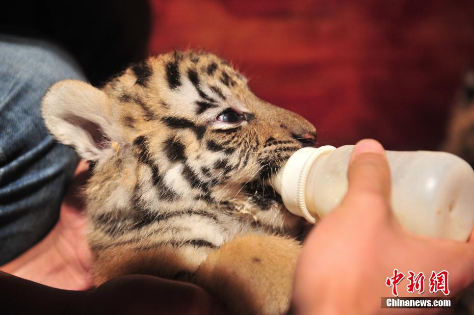 雲南野生動物園ですくすく成長する七つ子の赤ちゃんトラ