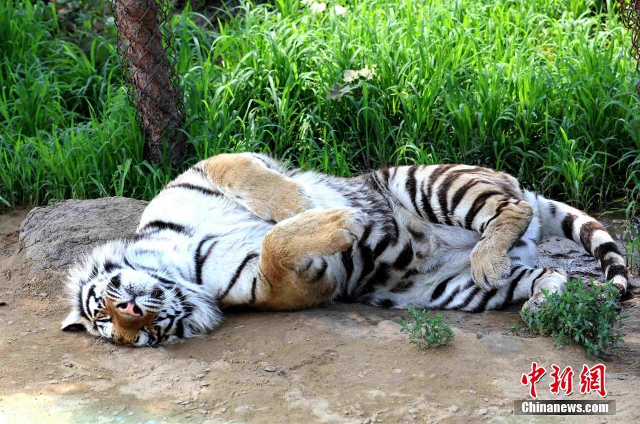 高温続く黒竜江省　シベリアトラも暑さしのいで木陰で昼寝