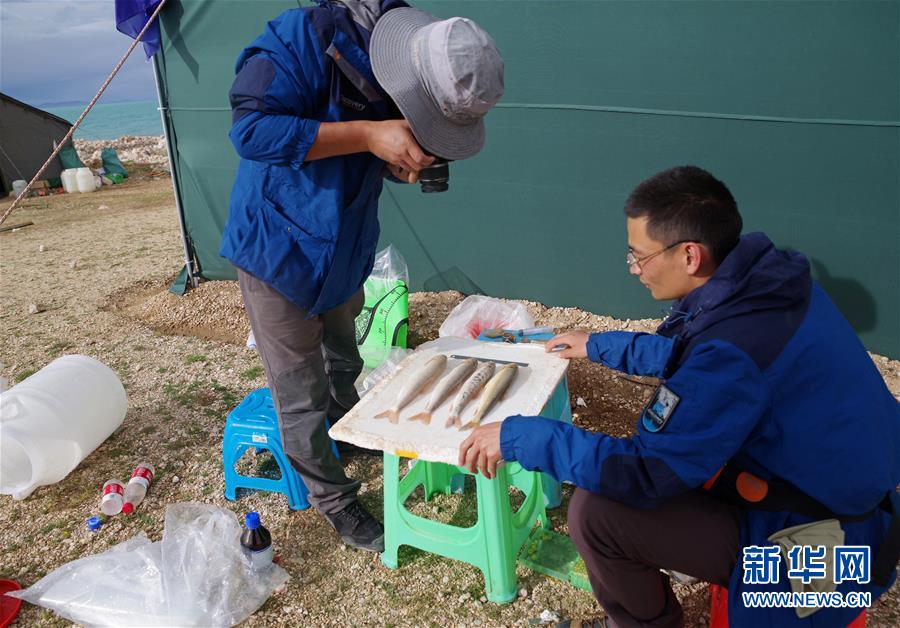 色林錯湖畔の科学考察基地で魚類の調査をする調査員（7月6日、撮影・劉東君）。
