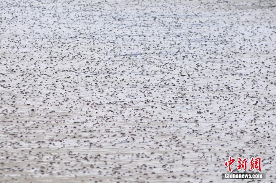 引き潮の浜辺にびっしりと這うイソガニの大群　青島