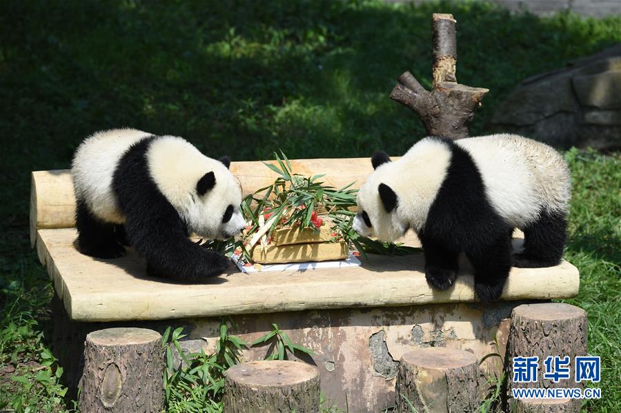 重慶動物園の双子パンダが1歳の誕生日迎える