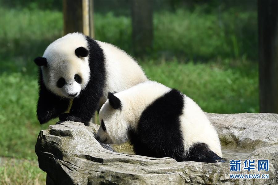 重慶動物園の双子パンダが1歳の誕生日迎える