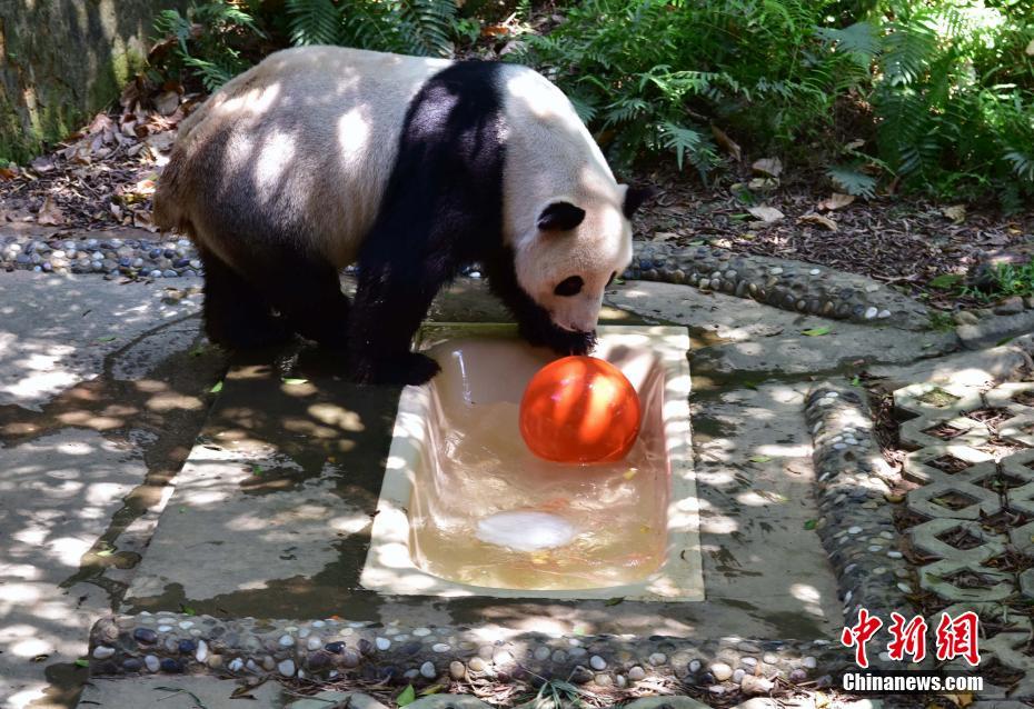猛暑となった福州市、ジャイアントパンダも行水で涼をとる