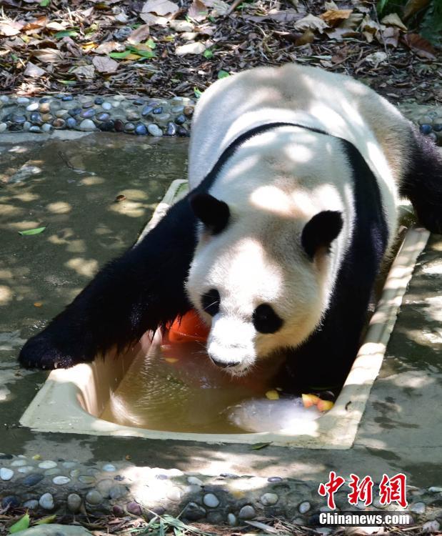 猛暑となった福州市、ジャイアントパンダも行水で涼をとる