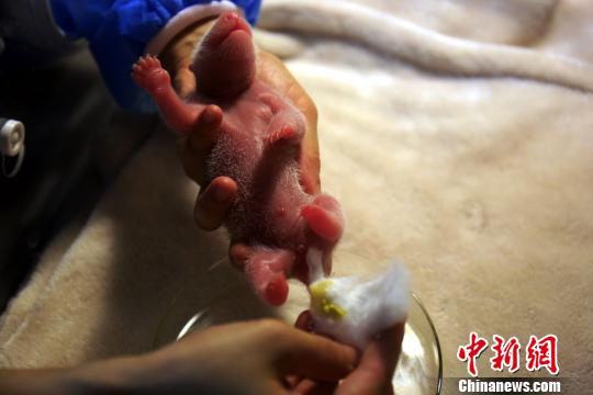晶晶がオスの赤ちゃんパンダを無事出産　「五輪一族」に新たな家族